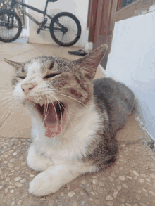 A Yawning Cat GIF - A Yawning Cat GIFs