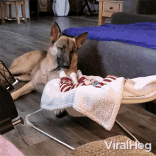 Dog Watches The Baby Sleeping Viralhog GIF - Dog Watches The Baby Sleeping Viralhog Guard Dog GIFs