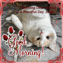 Panko Panko Cat GIF - Panko Panko Cat Good Morning GIFs