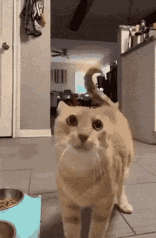 Cat Kitty GIF - Cat Kitty Departure GIFs