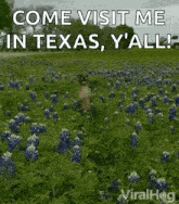 a dog is standing in a field of blue flowers with the words `` come visit me in texas , y ' all '' .