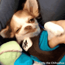 Chihuahua Dog GIF - Chihuahua Dog Pups GIFs