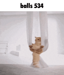 a cat is hanging upside down from a white cloth with the words balls 534 above it