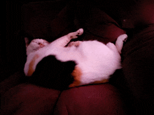 Cat Remix GIF