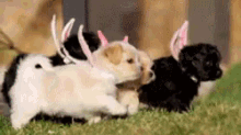 Puppy Baby Animals GIF