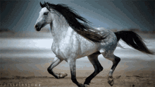 Horse Gallop GIF - Horse Gallop Running GIFs