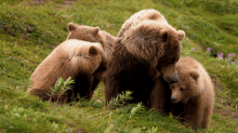 Huddle Grizzly Bear GIF - Huddle Grizzly Bear Robert E Fuller GIFs