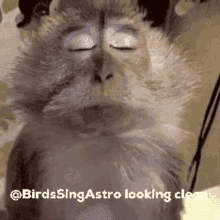 Painlaflame Birds Sing Astro GIF - Painlaflame Birds Sing Astro GIFs