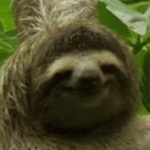 sloth funny gif