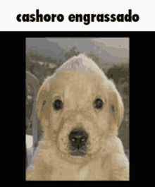 Cashorro GIF - Cashorro GIFs