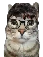 a cat is wearing glasses and a wig on its head