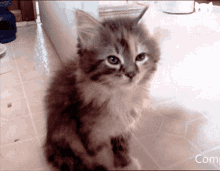 Catching Up On Sleep Tired GIF - Catching Up On Sleep Cat Tired GIFs