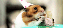 Hamster Eating Cake On Birthday GIF - Hamster Hamster Eating Eating Cake GIFs