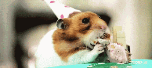 Hamster Eating Cake On Birthday GIF Hamster Hamster Eating Eating Cake Discover Share GIFs