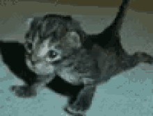 Cat Kitten GIF - Cat Kitten Pushup GIFs