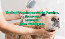 Top Dog Grooming Service In Puyallup GIF - Top Dog Grooming Service In Puyallup GIFs