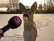 a person is holding a microphone with the number 3 on it in front of a deer
