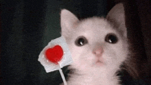 Cat Funny Meme Cat Meme GIF - Cat Funny Meme Cat Meme GIFs