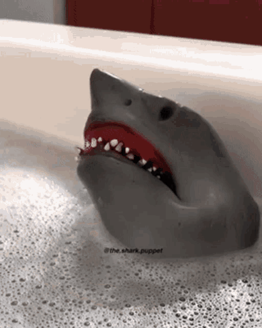 Shark Puppet Shark Week GIF - Shark Puppet Shark Week Bath - Discover &  Share GIFs