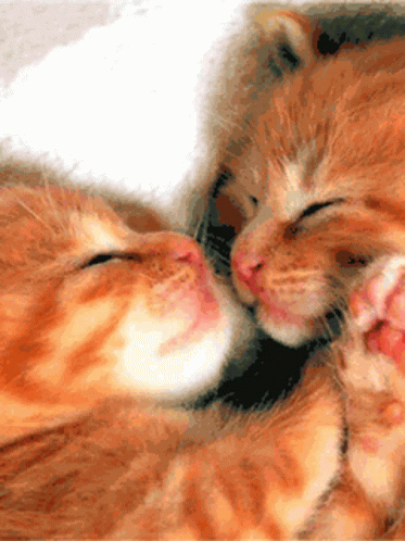 Cat Love Kiss - Free GIF on Pixabay - Pixabay