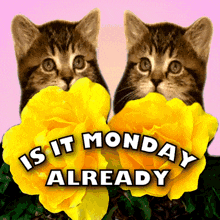 Monday Blessing GIF - Monday Blessing GIFs