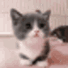 Cat Blurry GIF - Cat Blurry GIFs