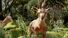 The Lion King Antelope GIF - The Lion King Antelope Uh Oh GIFs
