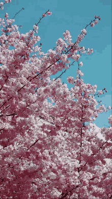 Sakura Sakura No Hana GIF - Sakura Sakura No Hana Cherry Blossoms GIFs