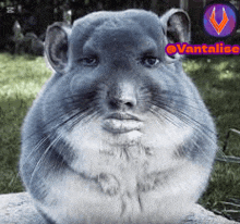 a close up of a chinchilla sitting on a rock .