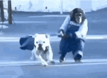 Funny Animals Dogs GIF - Funny Animals Dogs Monkey GIFs