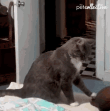 Cat The Pet Collective GIF - Cat The Pet Collective Playing GIFs