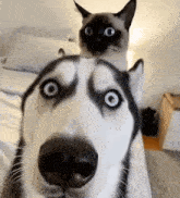 a husky dog and a cat are looking at the camera .
