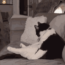 Tusareve Cat GIF - Tusareve Cat Really GIFs