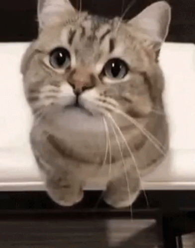Cute Cat GIF - Cute Cat Looking Up - Discover & Share GIFs