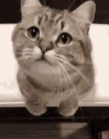 Cute Cat GIF - Cute Cat Looking Up GIFs