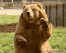 Hello Bear GIF - Hello Bear Cute GIFs