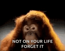 orangutan monkey smh no nope
