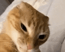 Cuh Cuh Cat GIF - Cuh Cuh Cat Cat Meme GIFs