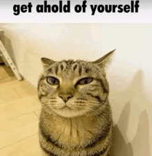 a cat with the words get ahold of yourself on the bottom
