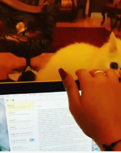 Smack Angry GIF - Smack Angry Cat - Discover & Share GIFs