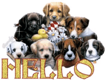 Hello There Dogs GIF - Hello There Dogs Glittery GIFs