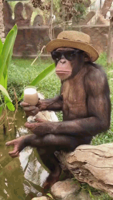 monkey drinking coffee hat glasses