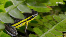 Frogs Colorful GIF