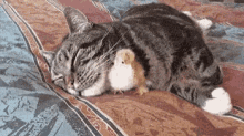Cat Chick GIF - Cat Chick Sleeping GIFs