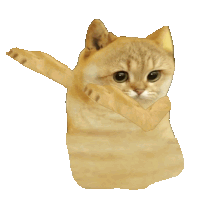 Catcoin Cat Meme Sticker - Catcoin Cat Cat Meme Stickers
