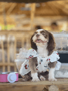 a brown and white dog wearing a cherry print dress