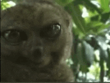 Bugeyes Stare GIF - Bugeyes Eyes Stare GIFs