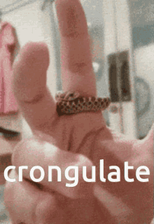 Cronga Crongulate GIF