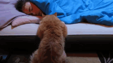 Why Won'T He Wake Up And Play With Me? Stare. Stare. Stare. GIF - Cute Funny Pets GIFs