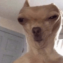 a close up of a dog making a funny face with its eyes closed .